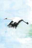 Crane in Flight II Framed Print