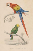 Parrot Study Framed Print