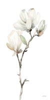 White Magnolia II Fine Art Print