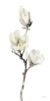 White Magnolia I Fine Art Print