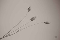 Grass Study Fine Art Print