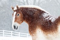 Snowy Draft Horse Framed Print