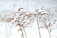 Snowy Gardens Fine Art Print