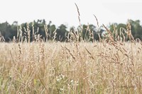 Summer Field II Fine Art Print