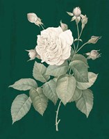 White Roses on Green I Framed Print