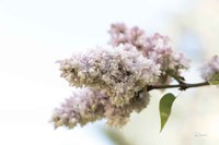 Pale Lilacs II Fine Art Print