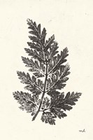 Walk in the Woods I Fine Art Print