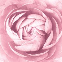 Pale Pink Ranunculus Crop Fine Art Print