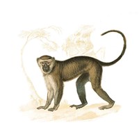 Golden Monkey Fine Art Print