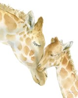 Giraffe Love on White Fine Art Print
