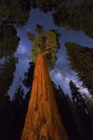 Sequoia Gen Sherman Fine Art Print