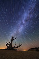 Star Trails behind old Bristlecone Pine Fine Art Print