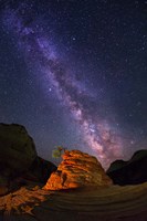 Zion's Struggling Little Tree with Milky Way Fine Art Print