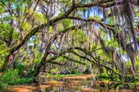 Bayou Cathedral Fine Art Print