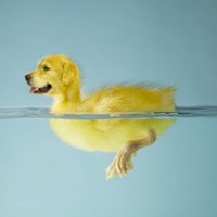 Dog Duck Framed Print