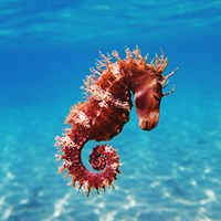 Seahorse Fine Art Print