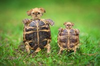 Turtle Pups Fine Art Print