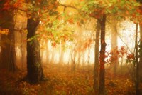 Autumn's Rainbow Fine Art Print