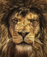 Lion King Framed Print