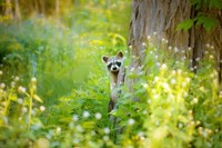 Peek A Boo Fine Art Print