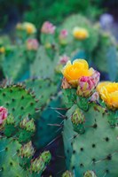 Spring Cacti No. 1 Fine Art Print