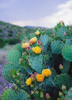 Spring Cacti No. 2 Fine Art Print