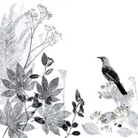 Thoughtful Wattlebird Fine Art Print