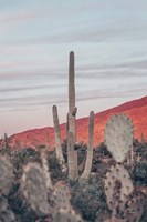 Sunsets and Saguaros II Fine Art Print