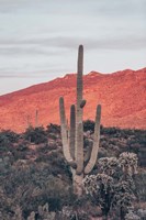 Sunsets and Saguaros I Fine Art Print