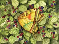 Bountiful Butterfly Framed Print