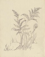 Vintage Nature Sketchbook VI Framed Print