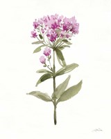 Flowers of the Wild II Fine Art Print