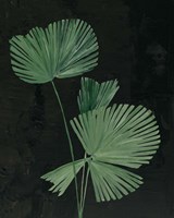 Palm Botanical III Black Fine Art Print