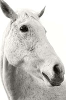 A Horse Named Lady II BW Fine Art Print