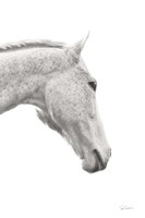 A Horse Named Lady I BW Fine Art Print