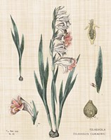 Gladiola Chart Linen Fine Art Print