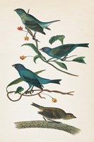 Indigo Bunting Bright Fine Art Print