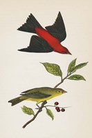 Scarlet Tanager Bright Fine Art Print