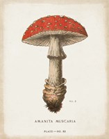 Mushroom Study II Framed Print