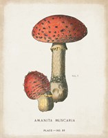 Mushroom Study I Framed Print