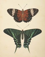 Papillons I Framed Print