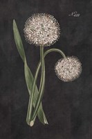 Allium II on Black Fine Art Print