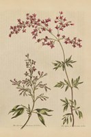 Herbal Botanical I Crop III Fine Art Print