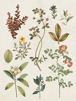 Victorian Garden III Autumn Crop I Framed Print