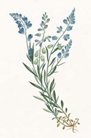 Polygala on White Fine Art Print