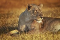 Lioness Sunning Fine Art Print