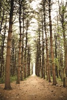 In the Pines I Fine Art Print