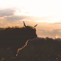 Sunset Watch Fine Art Print