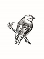 Songbird Sketch I Framed Print