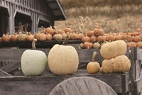 Autumn Pumpkin Harvest Fine Art Print